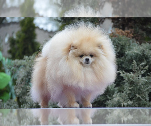 Father of the Pomeranian puppies born on 06/01/2022