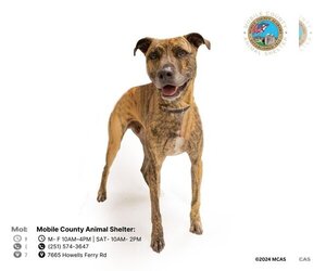 Plott Hound-Unknown Mix Dogs for adoption in Mobile, AL, USA