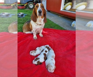 Mother of the Basset Hound puppies born on 05/07/2020