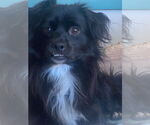 Small #4 Papillon-Spaniel Mix