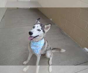 Siberian Husky-Unknown Mix Dogs for adoption in McKinney, TX, USA