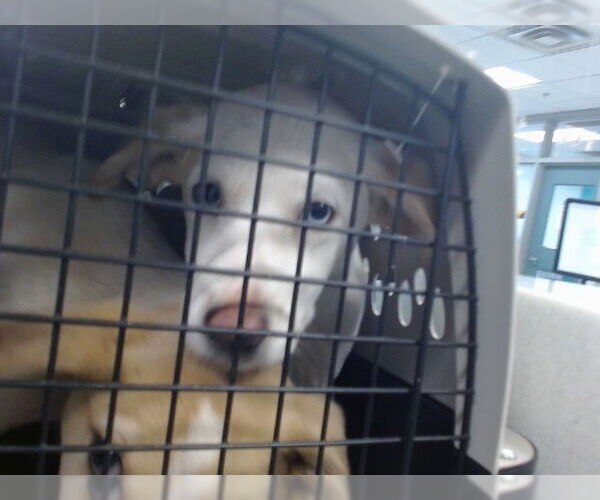 Medium Photo #1 Anatolian Shepherd-Unknown Mix Puppy For Sale in Oklahoma City, OK, USA