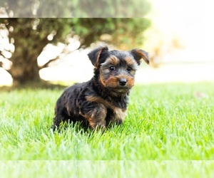 Yorkshire Terrier Puppy for sale in CHICAGO, IL, USA