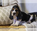 Puppy Thomas Basset Hound