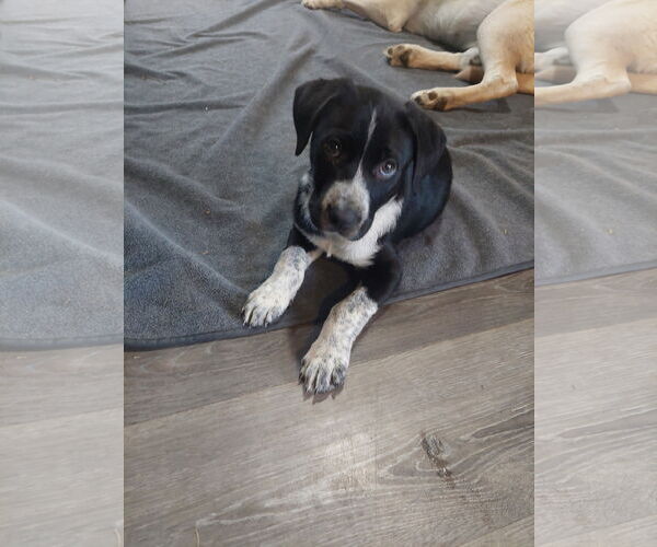 Medium Photo #1 Border Collie Puppy For Sale in Winter, WI, USA