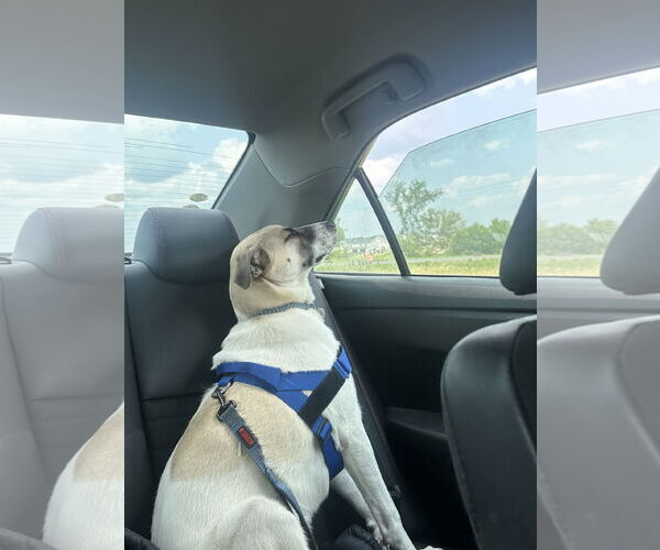 Medium Photo #9 Mutt Puppy For Sale in Minneapolis, MN, USA