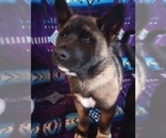 Small Photo #10 Akita Puppy For Sale in LIVINGSTON, MT, USA