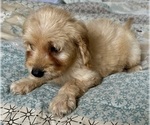 Small Photo #71 Goldendoodle (Miniature) Puppy For Sale in PENSACOLA, FL, USA