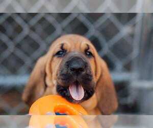 Bloodhound Puppy for sale in EATONVILLE, WA, USA