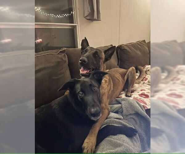 Medium Photo #2 Mutt Puppy For Sale in Imlay City, MI, USA