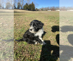 Small Photo #9 Portuguese Water Dog Puppy For Sale in FLORENCE, AL, USA