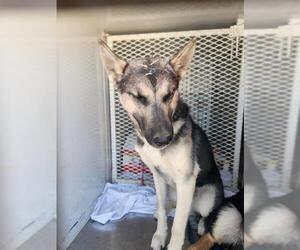 Medium German Shepherd Dog