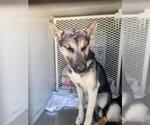 Small German Shepherd Dog