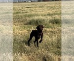 Small #4 German Shorthaired Pointer