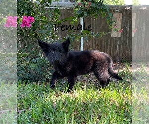 Rottweiler Puppy for sale in RUSKIN, FL, USA