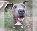 Small #3 American Pit Bull Terrier Mix