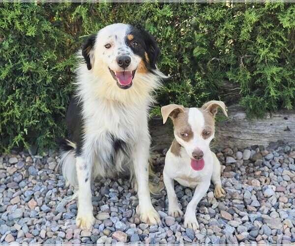 Medium Photo #3 Rat Terrier Puppy For Sale in Albuquerque, NM, USA