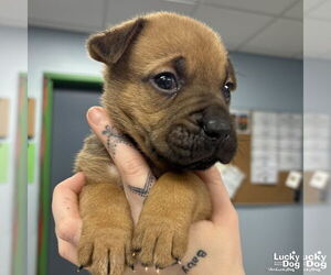 Labrador Retriever-Unknown Mix Dogs for adoption in Washington, DC, USA