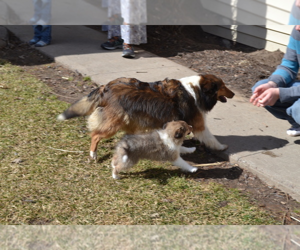 Medium Photo #7 Shetland Sheepdog Puppy For Sale in GREENWOOD, WI, USA