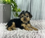 Small Photo #2 Yorkshire Terrier Puppy For Sale in GREENWOOD, IN, USA