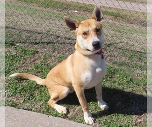 Australian Kelpie-Unknown Mix Dogs for adoption in Oklahoma City, OK, USA