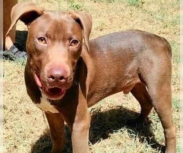 Medium Photo #3 Chocolate Labrador retriever-Unknown Mix Puppy For Sale in Frankston, TX, USA
