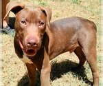 Small #2 Chocolate Labrador retriever Mix