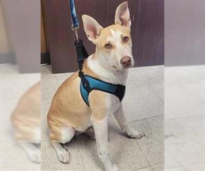 Siberian Husky-Unknown Mix Dogs for adoption in Lodi, CA, USA