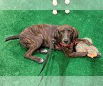 Small Photo #7 Coonhound-Plott Hound Mix Puppy For Sale in Wakefield, RI, USA