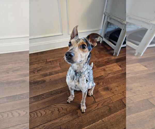 Medium Photo #3 Mutt Puppy For Sale in Garden City, NY, USA