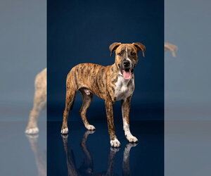 Boxer-Unknown Mix Dogs for adoption in Belleville, IL, USA