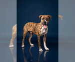 Small Boxer Mix