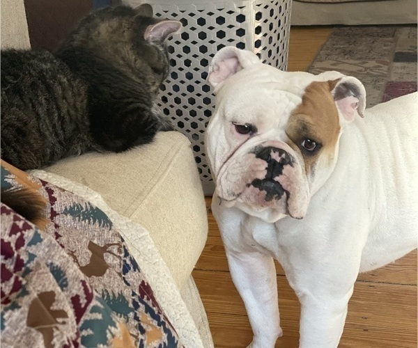 Medium Photo #1 Olde English Bulldogge Puppy For Sale in CHEPACHET, RI, USA