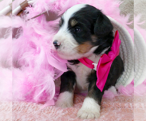 Bernedoodle (Miniature) Puppy for sale in ROY, UT, USA