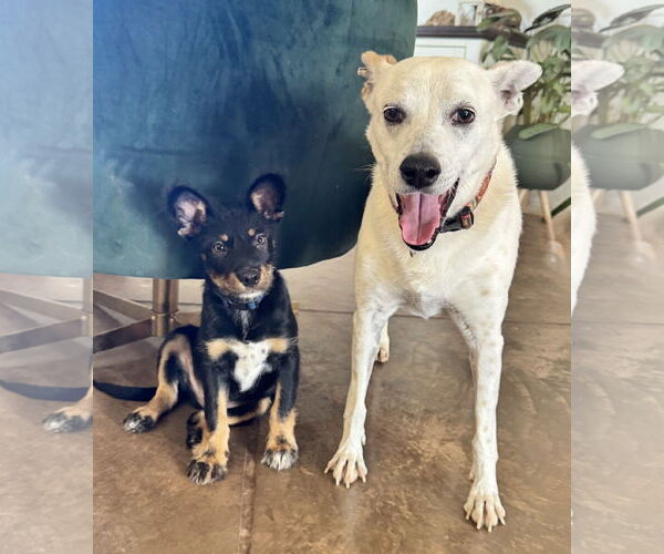 Medium Photo #5 Australian Kelpie Puppy For Sale in Queen Creek, AZ, USA