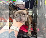 Small #1 French Bulldog