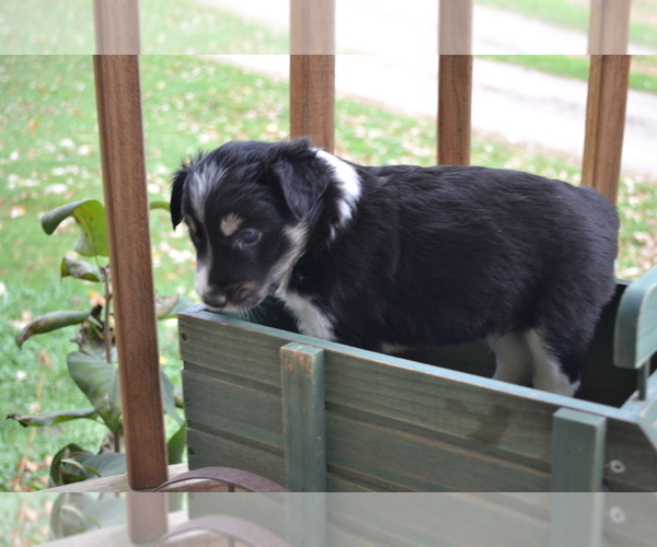 Medium Photo #1 Border Collie Puppy For Sale in GREENWOOD, WI, USA