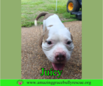 Small #3 Bulldog