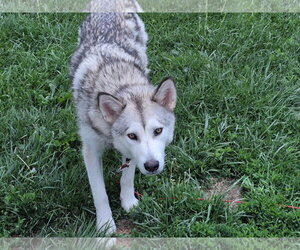 Luna at Large - Female Siberian Husky-Unknown Mix Dog for Adoption - Photo #4