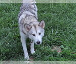 Small Photo #4 Siberian Husky-Unknown Mix Puppy For Sale in Germantown, OH, USA