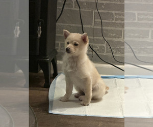 Pom-Shi Puppy for sale in CHICAGO RIDGE, IL, USA