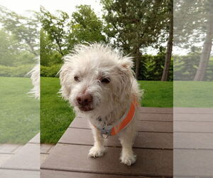 Maltese-Unknown Mix Dogs for adoption in Princeton, MN, USA