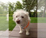 Small Maltese Mix