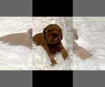 Small #1 Cavalier King Charles Spaniel
