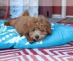 Small Photo #3 Labradoodle Puppy For Sale in ADOLPHUS, KY, USA