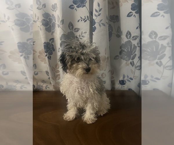 Medium Photo #23 Poodle (Miniature) Puppy For Sale in DURHAM, CT, USA