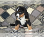 Small #3 Bernese Mountain Dog