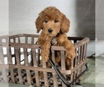 Small #3 Goldendoodle