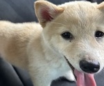 Puppy Miki Shiba Inu