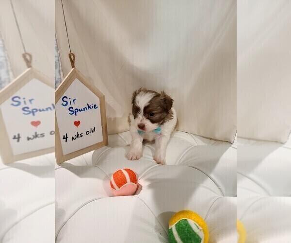 Medium Photo #1 Chorkie Puppy For Sale in DESOTO, TX, USA